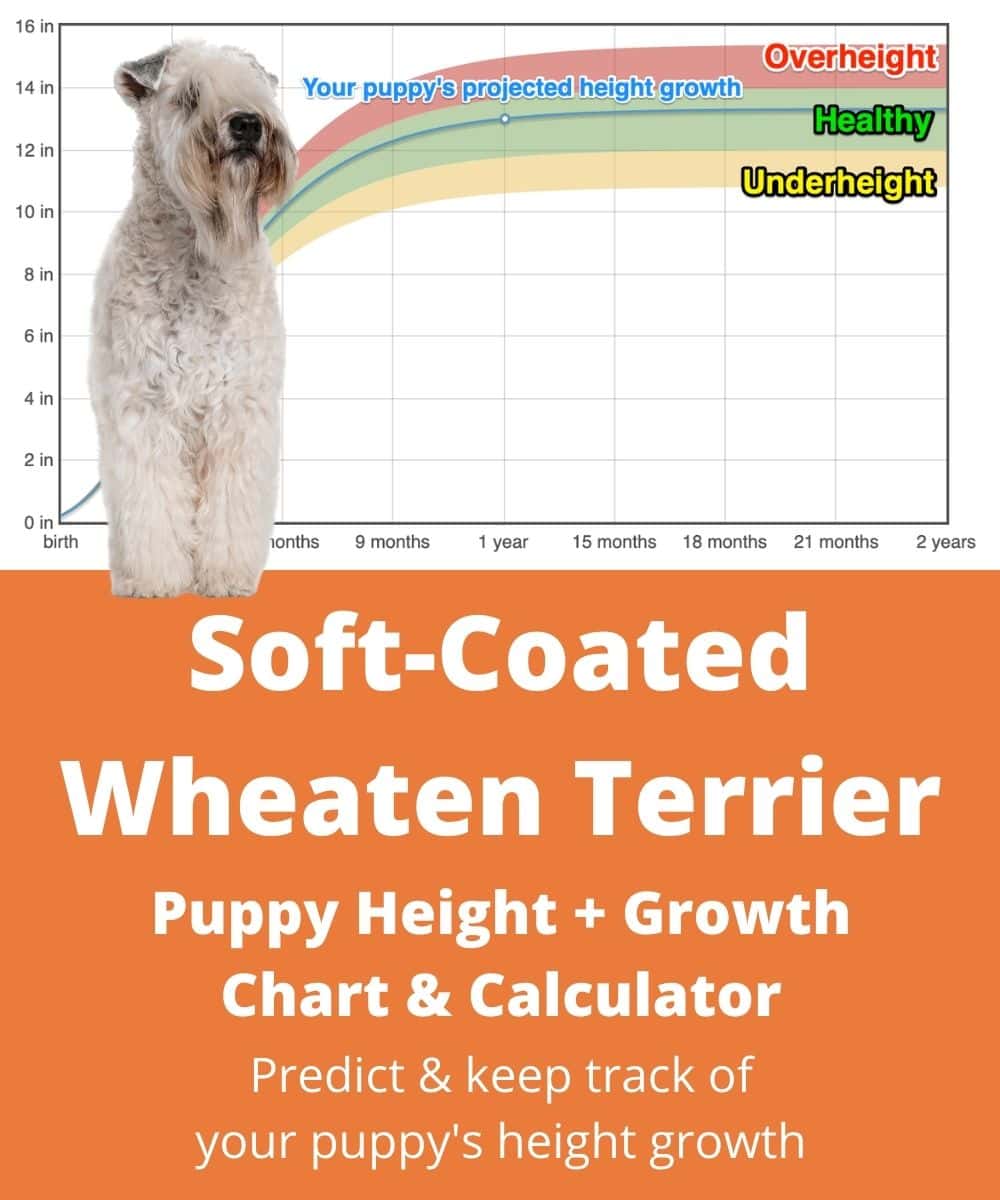 soft-coated-wheaten-terrier Puppy height Growth Chart